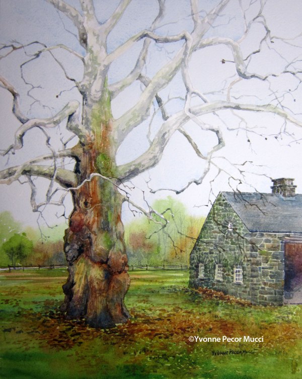 Where The Sycamore Grows watercolor by Yvonne Pecor Mucci (Framed 16 x 20, Available)